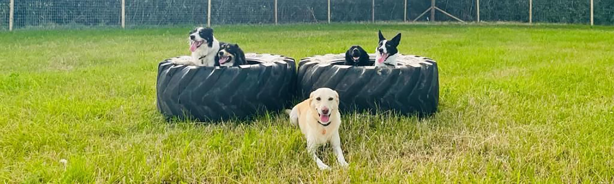 Dog walking secure paddock