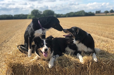 secure dog walking near Leighton Buzzard