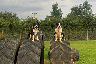 Dog walking near Milton Keynes